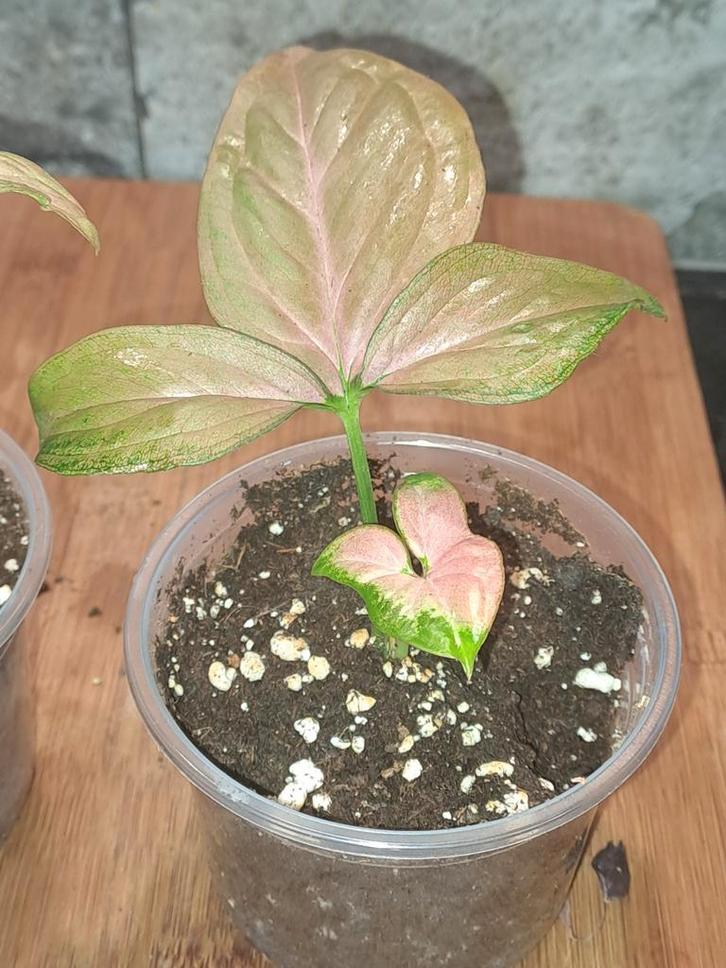 Syngonium, Huis en Inrichting, Kamerplanten, Minder dan 100 cm, Halfschaduw, Ophalen of Verzenden