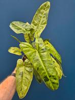 Philodendron Paraiso Verde p17 (6)
