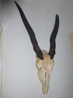 Elandantilope schedel met hoorns, Ophalen of Verzenden, Gebruikt, Wild dier, Gewei of Kop