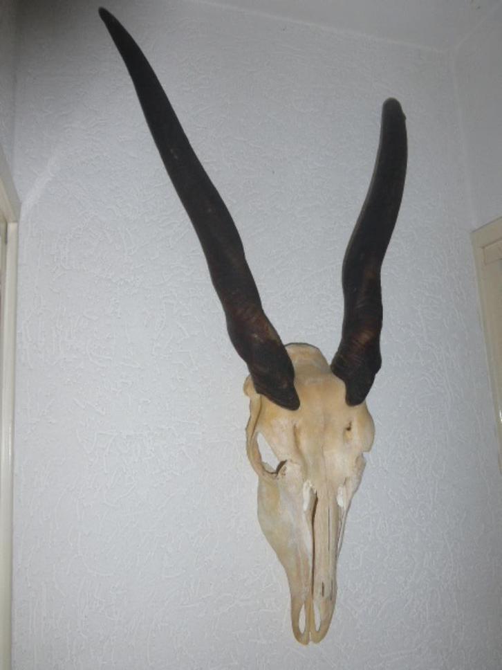 Elandantilope schedel met hoorns, Verzamelen, Dierenverzamelingen, Gebruikt, Gewei of Kop, Wild dier, Ophalen of Verzenden