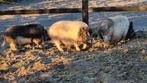 3 hangbuikzwijnen zoeken een goed huis, Dieren en Toebehoren, Schapen, Geiten en Varkens, Meerdere dieren, Varken, 6 jaar of ouder