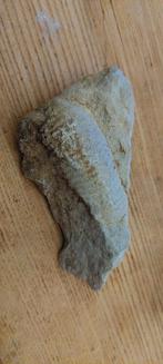 Fossiel in steen 3, Verzamelen, Ophalen of Verzenden, Fossiel