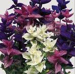 Zaden Bonte Salie - Salvia Hormimum tricolore, Verzenden, Voorjaar, Volle zon, Zaad