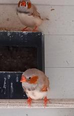 Zebravinkjes, Dieren en Toebehoren, Mannelijk, Kleurkanarie