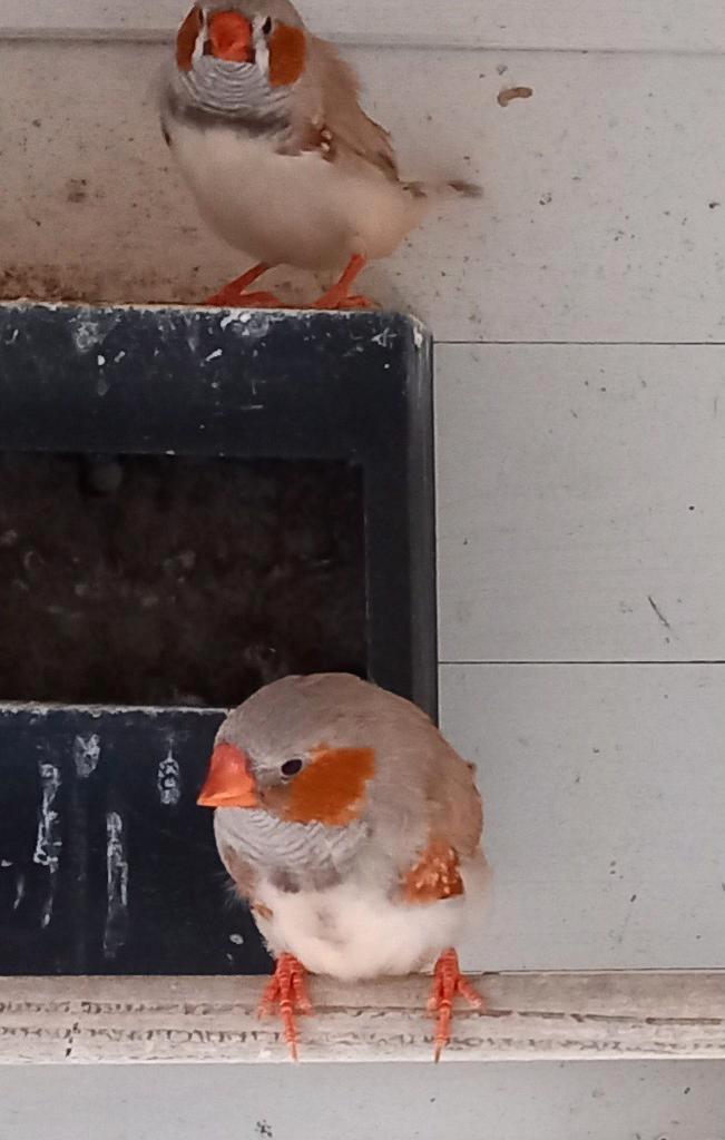 Zebravinkjes, Dieren en Toebehoren, Vogels | Kanaries, Kleurkanarie, Mannelijk