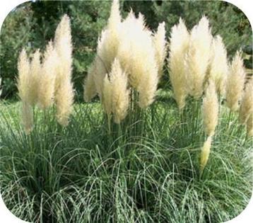 Cortaderia Seloana, Pampasgras, siergras met kwantum korting beschikbaar voor biedingen