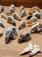 Verzameling anatomie skelet hoofdjes van vogels kippen etc., Verzamelen, Dierenverzamelingen, Zo goed als nieuw, Ophalen