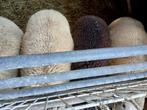 RAMMEN, Dieren en Toebehoren, Schapen, Geiten en Varkens, Mannelijk, Schaap, 0 tot 2 jaar