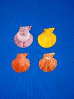 Chlamys sanatoria, Ophalen of Verzenden, Schelp(en)