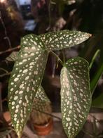 Begonia Maculata - Stipjesplant zoekt nieuw thuis!, Tuin en Terras, Vaste plant, Halfschaduw, Zomer, Ophalen