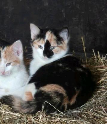 Supermooi, Vrolijk, Speels Lapjes Poesje, Kitten beschikbaar voor biedingen