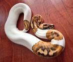Special enchi yellowbelly orangedream piebald, Dieren en Toebehoren, Slang, 0 tot 2 jaar