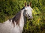 Ontzettend gave 4 jarige Arabisch volbloed, Dieren en Toebehoren, Meerdere dieren