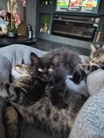 Mooie, lieve kittens, Dieren en Toebehoren, Katten en Kittens | Overige Katten, Meerdere dieren, Kortharig, 0 tot 2 jaar