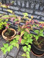 3 stekjes leycesteria formosa, Tuin en Terras, Planten | Tuinplanten, Ophalen, Zomer, Vaste plant, Volle zon