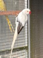 Halsbanden opaline bleekstaart en aqua opaline bleekstaart, Meerdere dieren, Parkiet, Geringd