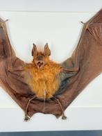 Opgezette Vleerhond in Lijst - Wildernis Atelier, Ophalen of Verzenden, Nieuw, Opgezet dier