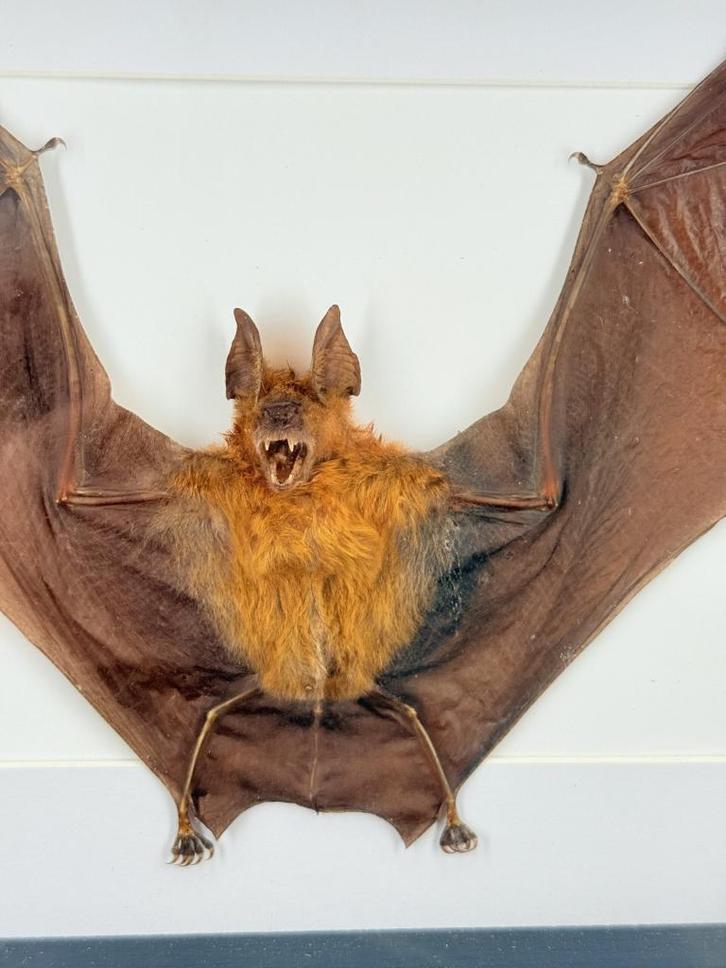 Opgezette Vleerhond in Lijst - Wildernis Atelier, Verzamelen, Dierenverzamelingen, Nieuw, Opgezet dier, Ophalen of Verzenden
