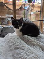 Europese korthaar poes, Dieren en Toebehoren, Katten en Kittens | Overige Katten, Poes