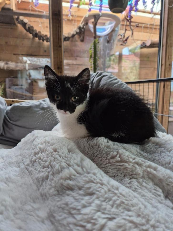 Europese korthaar poes, Dieren en Toebehoren, Katten en Kittens | Overige Katten, Poes