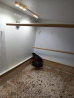 Gratis 2 Chinese dwergkwartel hanen, Dieren en Toebehoren, Meerdere dieren, Tropenvogel, Tam