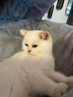 Britse korthaar poesje, Poes, Gechipt, 0 tot 2 jaar