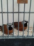 Gordelgrasvink- Gordel grasvink, Dieren en Toebehoren, Vogels | Overige Vogels, Meerdere dieren, Tropenvogel, Geringd