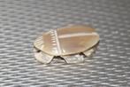 vintage insect, Ophalen of Verzenden