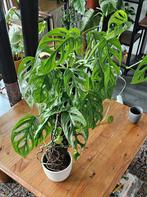 Monstera Adansonii op mosstok - stekken of verlengen!, Ophalen, Halfschaduw, Minder dan 100 cm