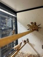 Spitsstaartamadine Topaas I Veel keuze uit tropische vogels