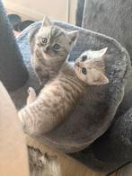 2 britse korthaar katers, Dieren en Toebehoren, Katten en Kittens | Overige Katten, Meerdere dieren, Kortharig, 0 tot 2 jaar