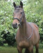 Super lieve 7 jarige Engelse Volbloed merrie ., Dieren en Toebehoren, Paarden, Merrie, Gechipt, Niet van toepassing, 7 tot 10 jaar