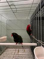 Koppel stella lori’s, Dieren en Toebehoren, Meerdere dieren, Papegaai, Geringd