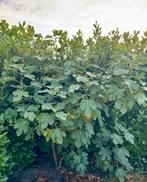 Grote vijgenboom +/- 280 cm, Bloeit niet, Overige soorten, 250 tot 400 cm, Ophalen