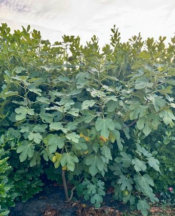 Grote vijgenboom +/- 280 cm beschikbaar voor biedingen