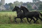 te koop: 2 Friese hengst veulens, Dieren en Toebehoren, Paarden, Minder dan 160 cm, Gechipt, Niet van toepassing, 0 tot 2 jaar