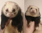 Fretten pups verwacht frettenpups puppy's fret, Dieren en Toebehoren, Knaagdieren, Meerdere dieren, Fret, Na 1 juli 2024, Tam