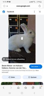 Gezocht nieuwzeelander, Dieren en Toebehoren, Meerdere dieren