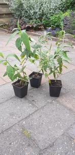 3 vlinderstruikjes, Ophalen, Vlinderstruik, Struik, Minder dan 100 cm
