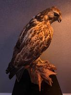Opgezette buizerd – natuurlijk en sfeervol, Ophalen, Zo goed als nieuw, Vogel, Opgezet dier