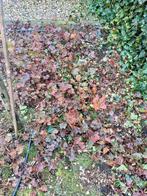 Heuchera Bodembedekker, ongeveer 30 stuks, Ophalen, Bodembedekkers, Vaste plant, Halfschaduw