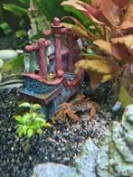 Aquarium krab (panterkrab), Dieren en Toebehoren, Kreeft, Krab of Garnaal, Zoetwatervis