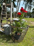 Plukmand, Antiek en Kunst, Curiosa en Brocante, Ophalen of Verzenden