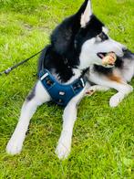 Hond Siberische Husky, Dieren en Toebehoren, Ophalen of Verzenden