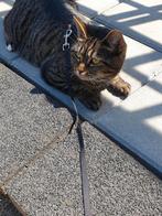 2 Poezen 7 jaar op zoek naar nieuw huisje, Dieren en Toebehoren, Katten en Kittens | Overige Katten, Poes