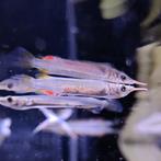 Dermogenys pusillus, Dieren en Toebehoren, Vissen | Aquariumvissen, Vis