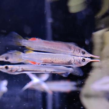 Dermogenys pusillus beschikbaar voor biedingen