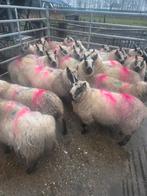 Te koop kerry hills, Dieren en Toebehoren, Mannelijk, Kip