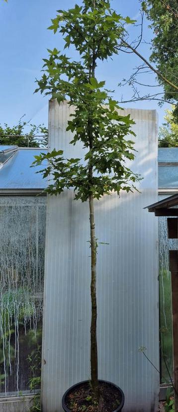 Amberboom Liquidambar  beschikbaar voor biedingen