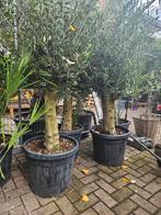 Olijfbomen diverse maten: 90-99-139-275-699 euro, Tuin en Terras, Planten | Bomen, Ophalen of Verzenden, 100 tot 250 cm, Olijfboom